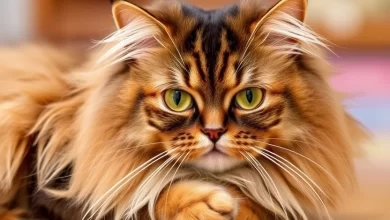 Photo of Основы ухода за шерстью длинношерстных кошек